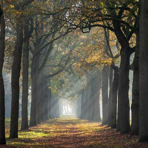 سجاد رشیدی دری و سرم تید و هر چی خنیام